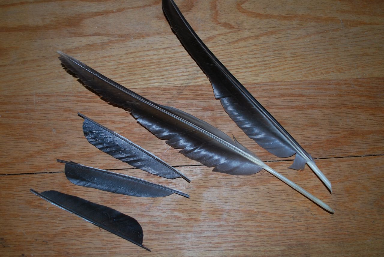 Feathers to fletchings
