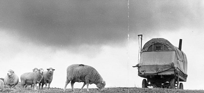 J. Lequesca's sheep graze in Jordan Valley, Oregon.