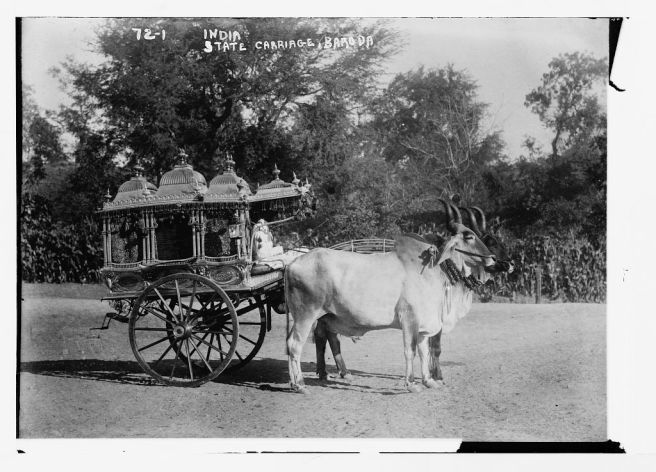 Sacred bullocks before state carriage - Baroda.