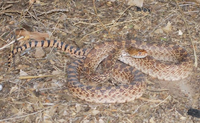 And yet another gopher snake. Some of these get remarkably large on a diet of wood rat, mice, and other rodents.