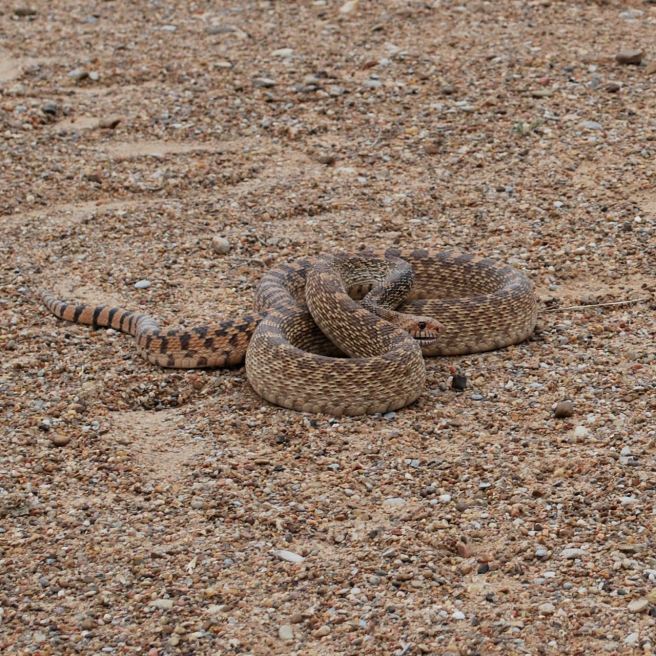 The ubiquitous gopher snake. It's a miricla more of them don't get run over as they haunt the parking lots throughout the day.
