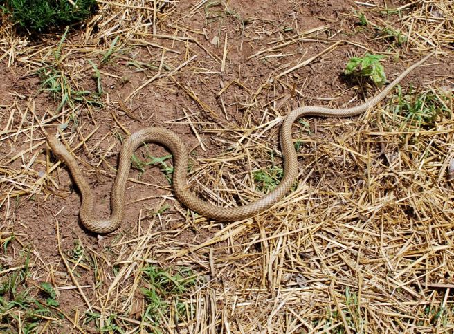 Coachwhip in the garden.