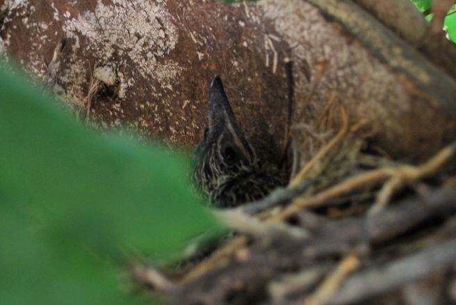 Roadrunner hatchling. I snatched this photo while the parents were away scooping up horned lizards to feed the little ones.